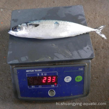 जमे हुए मछली मैकेरल 300 500 ग्राम स्कॉम्बर जपोनिकस